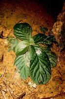 Napeanthus jelskii, Nouragues, CNRS field station, French Guyana