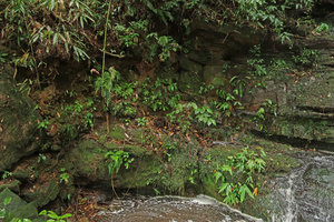 Napeanthus  primulifolius  in habitat, on seeping vertical earth bank, Sao Bonifacio, Santa Catarina, Brasil