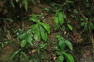 Napeanthus primulifolius on seeping vertical earth bank, Sao Bonifacio, Santa Catarina, Brazil