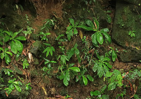 Napeanthus primulifolius population on seeping vertical earth bank, Sao Bonifacio, Santa Catarina, Brazil