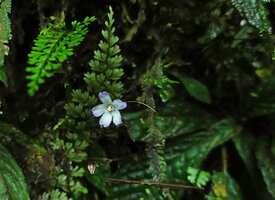 Napeanthus robustus, a flowering individual, Mashpi FR, Ecuador