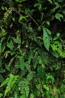 Napeanthus robustus flowering on vertical rocky bank, Mashpi FR, Ecuador