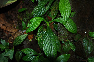 Napeanthus robustus, leaf rosette with one maturing capsular fruit, Mashpi FR, Ecuador