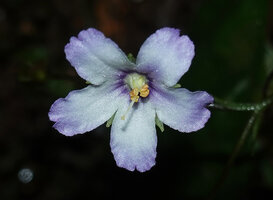 Napeanthus robustus with almost regular and actinomorphic flowers, Mashpi FR, Ecuador