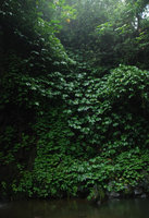 Natural vertical garden, Batukaru, Bali