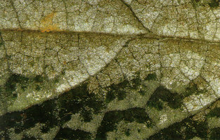 Nautilocalyx pictus, upper leaf surface with empty silver light refringent air filled epidermal cells, seen through binocular loupe, CNRS Nouragues field station, French Guyana