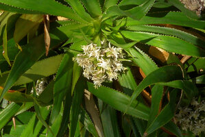 Navia acaulis, inflorescence, Cano Cristales, Serrania Macarena, Meta, Colombia