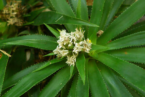 Navia acaulis, inflorescence surrounded by reduced leaves, Cano Cristales, Serrania Macarena, Meta, Colombia