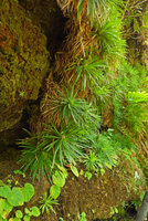 Navia acaulis, long stems hanging from a sandstone slab in spite of its species name meaning stemless, Cano Cristales, Serrania Macarena, Meta, Colombia