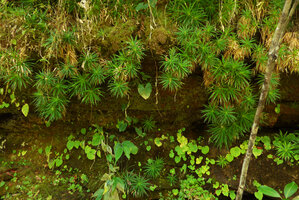 Navia acaulis, vegetative population of rosettes hanging from a sandstone slab just above Begonia lutea, Cano Cristales, Serrania Macarena, Meta, Colombia