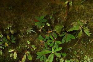 Neckia malayana (= Sauvagesia serrata) population on vertical seeping rock with Codonoboea sp., Camptandra parvula and Selaginella stipulata, Harau valley, West Sumatra