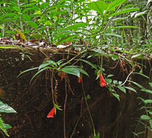 Nematanthus crassifolius, Tijuca NP, Rio de Janeiro, Brazil