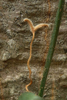Neoalsomitra sarcophylla, close-up of the hairy bifid adhesive terminal part of the tendril, Ratchaburi, Thailand