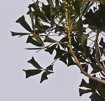 Neocussonia vantsilana, emarginate mucronate leflet apex, Mantadia NP, Madagascar