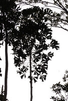 Neocussonia vantsilana, Mantadia PN, Madagascar