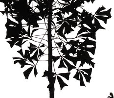 Neocussonia vantsilana, truncate emarginate leaflet apex, Mantadia NP, Madagascar