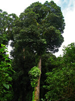 Neohymenopogon parasiticus as an epiphytic shrub, Doi Inthanon 2400 m asl, Thailand