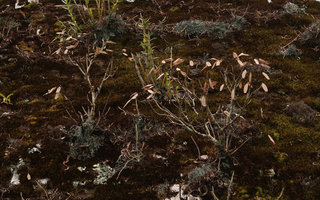 Neohymenopogon parasiticus, leafless during the dry season but retaining the marcescent brown inflorescence bracts, Doi Inthanon NP, 2300 m asl, Thailand