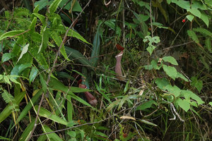 Nepenthes albomarginata on its vertical earth bank habitat, Penang Hill, Malaysia