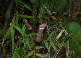 Nepenthes albomarginata on its vertical earth bank habitat, two pitchers, Penang Hill, Malaysia