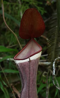 Nepenthes albomarginata, upper part of the pitcher, Penang Hill, Malaysia