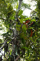 Nepenthes ampullaria, climbing stems producing only photosynthetic leaves with flattened leaf base,coiling petiole and no picher, Penang Hill, Malaysia