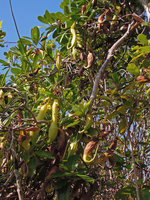 Nepenthes philippinensis, climbing over shrubs, El Nido, Palawan, Philippines
