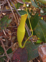 Nepenthes philippinensis, one pitcher, El Nido, Palawan, Philippines