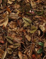 Nephelaphyllum pulchrum, flowering individual, leaves cryptic among dead litter leaves, Mt Kinabalu, Sabah, Borneo