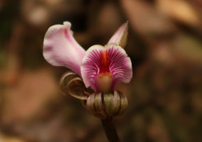 Nephelaphyllum pulchrum, flowers, Mt Kinabalu, Sabah, Borneo