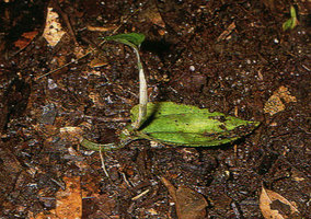 Nephelaphyllum pulchrum, leaf cutting in situ with plantlet emerging from the petiole and blade junction, Cameron Highlands, Malaysia