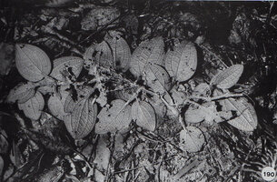 Nephoanthus (syn. Phyllagathis) prostratus collected by Patrick Blanc on 26th February 1983 in Khao Yai NP, Thailand and given to the Nancy Botanical Garden in France, this plant being now distributed all over the world