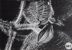 Nephoanthus (syn. Phyllagathis) prostratus collected by Patrick Blanc on 26th February 1983 under the number PB 83- 110 in Khao Yai NP, Thailand, thus seven years before it was named by C. Hansen in 1990