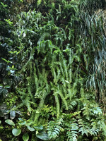 Nephrolepis cordifolia on the vertical garden, Istanbul