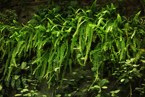 Nephrolepis exaltata on the indoor Vertical Garden, KAFD, Riyadh