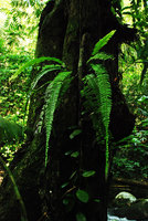 Nephrolepis falcata, epiphytic, Selangor, Malaysia