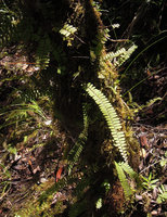 Nephrolepis lauterbachii, one sided pinnae attachment, Rondon Ridge, 2000 m asl, Mount Hagen, Papua New Guinea
