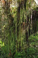 Nephrolepis pectinata, epiphytic, Aguas Calientes, Cuzco, Peru