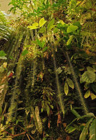 Nephrolepis pendula on the indor Vegetal Wall, Patrick Blanc Home