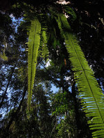 Nephrolepis sp., hanging fronds, Manu NP, Peru