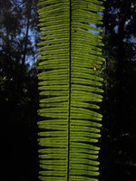 Nephrolepis sp., frond and sori, Manu NP, Peru