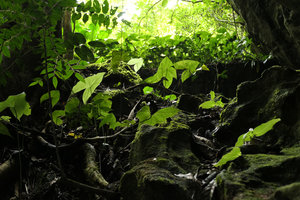 Nephthytis poissonii and blooming Acanthonema strigosum at cave entrance, Campo, Cameroun