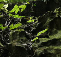 Nephthytis poissonii and blooming Acanthonema strigosum on mossy rocky substrate at cave entrance, Campo, Cameroun
