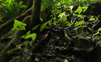 Nephthytis poissonii on rocks at cave entrance, Campo, Cameroun