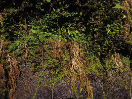 Nertera granadensis creeping on a vertical seeping rock, Manu NP 2000 m, Peru