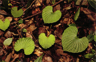 Nervilia aragoana, shiny velvety leaves due to lens dome shaped epidermal cells, Doi Duthep, Thailand