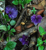 Nervilia sp., a purple leaved species, Phou Hin Poun NBCA, Khammouane, Laos