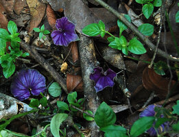 Nervilia sp., purple leaves, Phou Hin Poun NBCA, Khammouane, Laos