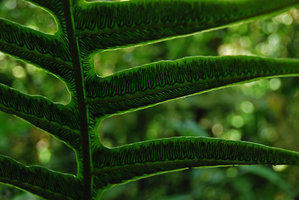 Nervures et sores d&#039;une fougère, Las Cruces, Costa Rica
