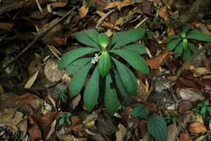 Neurocalyx calycinus, flowering individual on a steep rocky bank in forest understory, Brahmagiri WS, Karnataka, India